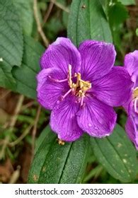 246 Tibouchina Semidecandra Plant Images Stock Photos Vectors