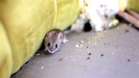 Mouse Poop (Identification Guide With Photos) – RidMyCritters.com