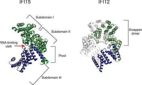 figures  data  evolution guided functional analyses reveal diverse