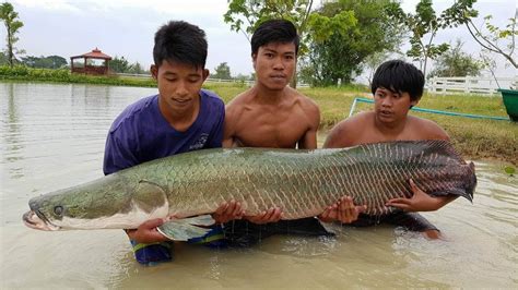 Arapaima fishing in Thailand - New Stock