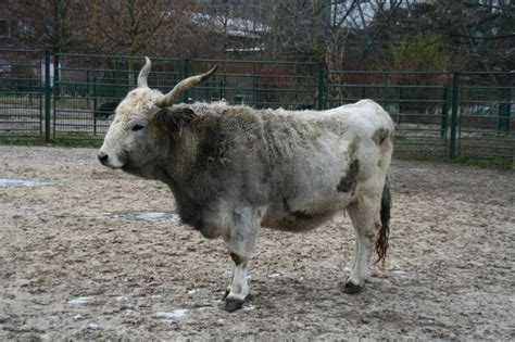 The Breeding Back Blog Unknown Aspects Of The Aurochs Live Appearance