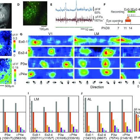 Two Photon Imaging Of Neuronal Responses In Mouse V And Higher Visual