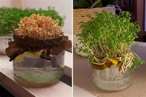 How To Grow Microgreens In A Sprouter Must Read Guide Microgreens Corner