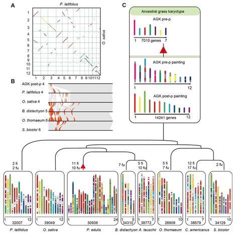 Synteny And Chromosome Evolution Of The Grass Genomes At The