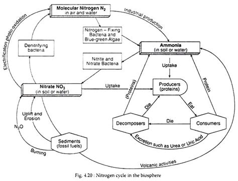 A Diagram Of The Nitrogen Cycle