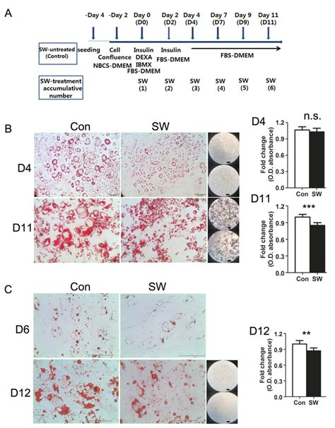 Shockwave Treatment Suppressed Preadipocyte Differentiation Into