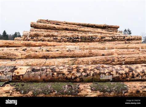 Felled Trees At A Lumberyard Or Logging Site Log Pile Trunks Or Stack