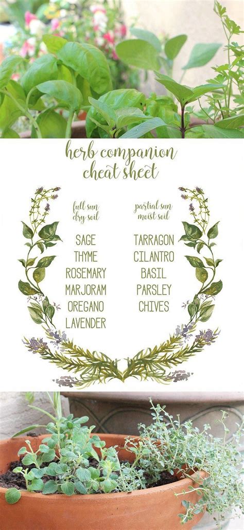 Plant Your Own Herb Garden With This Herb Companion Cheat Sheet