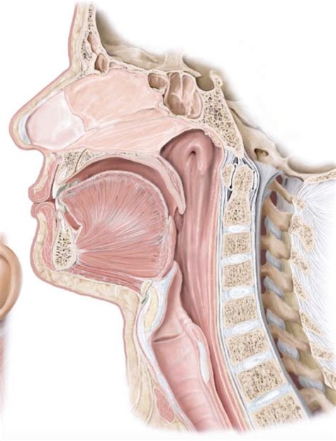 Oral Cavity Pharynx And Esophagus Labeling Diagram Quizlet