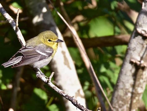 Yellow-throated Vireo | Audubon Field Guide