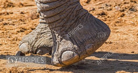 AFRIPICS - Elephant feet