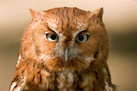 Bird Owl Red Nature K K Green Close Eastern Screech Eyes Hd