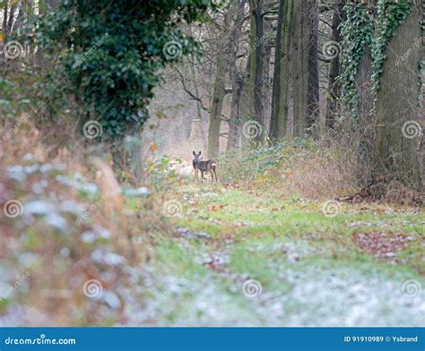 Alert Roe Deer Standing On Path In Winter Forest Stock Image Image