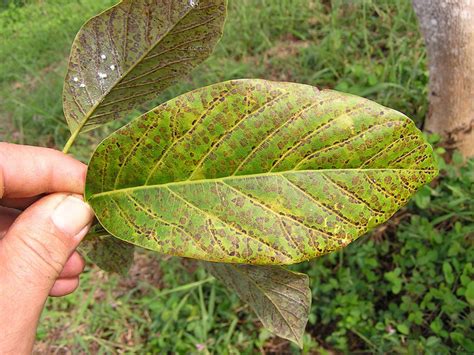 Avocado Diseases And Pests Description Uses Propagation