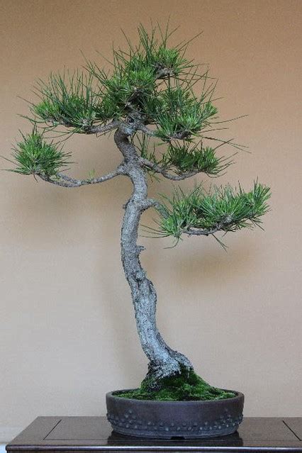 IMG 20220911 WA0016 Adictos Bonsai Flickr