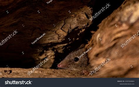 Antechinus Native Mouse Hiding Tree Hollow Stock Photo