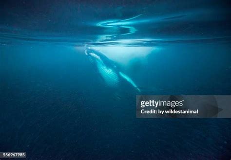 Humpback Whale Mouth Photos and Premium High Res Pictures - Getty Images