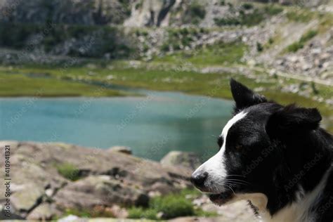 Fotka Border Collie E Bellissima Vista Dal Sentiero Che Porta Ai Laghi