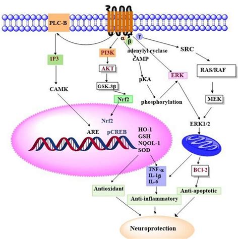 Schematic Diagram Of The Neuroprotective Role Of Gper Receptor