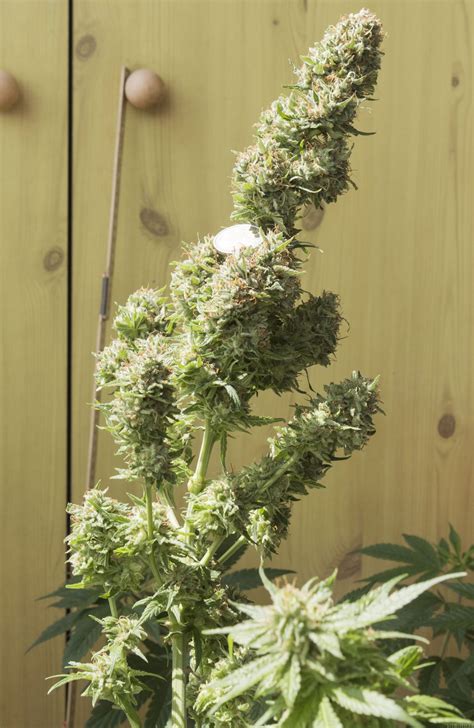 Galer A De Variedades Jack Herer Sensi Seeds Pic