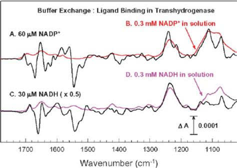 Perfusion Induced Atr Ftir Difference Spectra Of Ligand Binding The