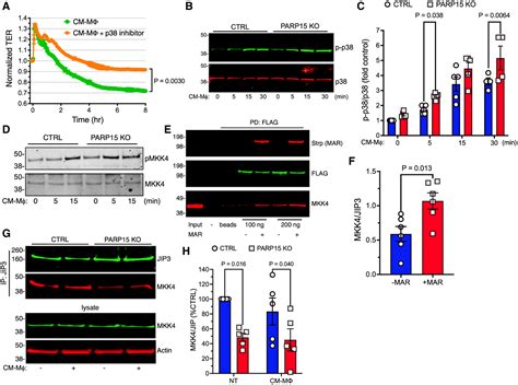 PARP15 Is a Susceptibility Locus for Clarkson Disease (Monoclonal