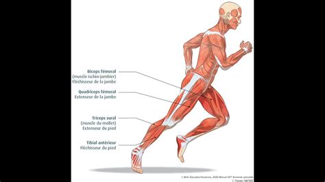 Les Principaux Muscles Des Membres Inf Rieur Youtube