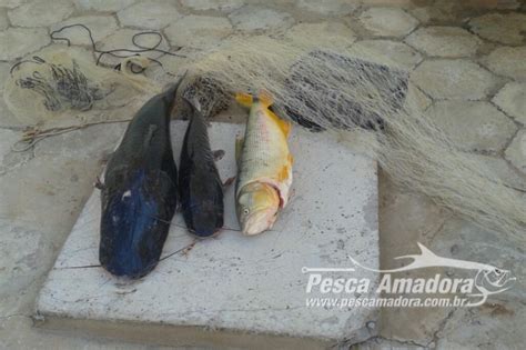 Pma Apreende Pescado Ilegal E Autua Infrator Em R Mil No Rio