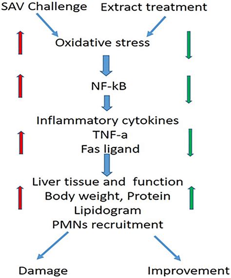 Diagrammatic Representation Of The Putative Mechanism Involving The