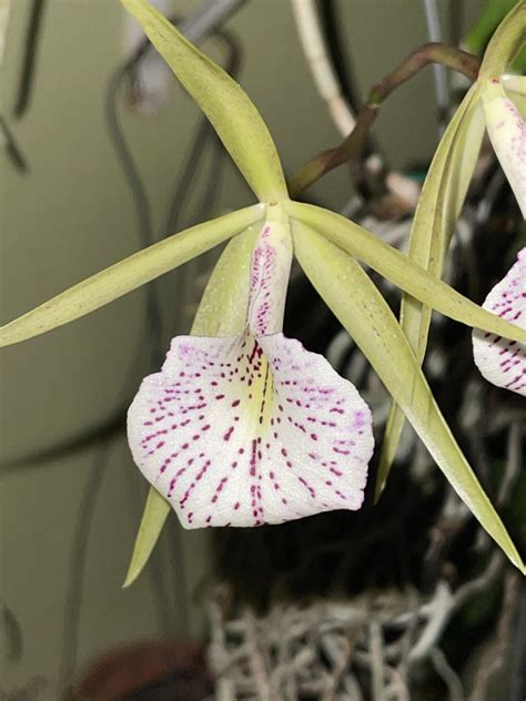 Brassavola Nodosa X Cattleya Schilleriana Etsy España