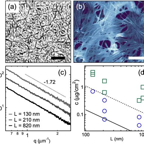 Color Online Optical Micrographs Of Membrane Wrinkling L Nm