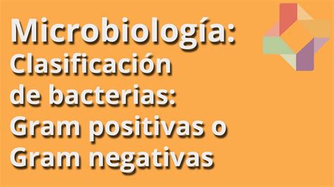 Clasificación De Bacterias Gram Positivas O Gram Negativas Microbiología Educatina Youtube