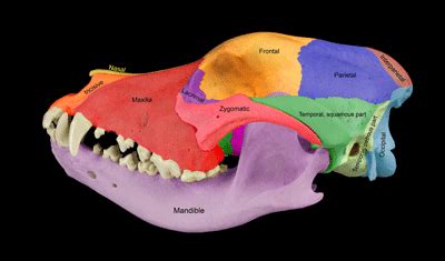 Craniomandibuläre Dysfunktionen beim Hund Aus und