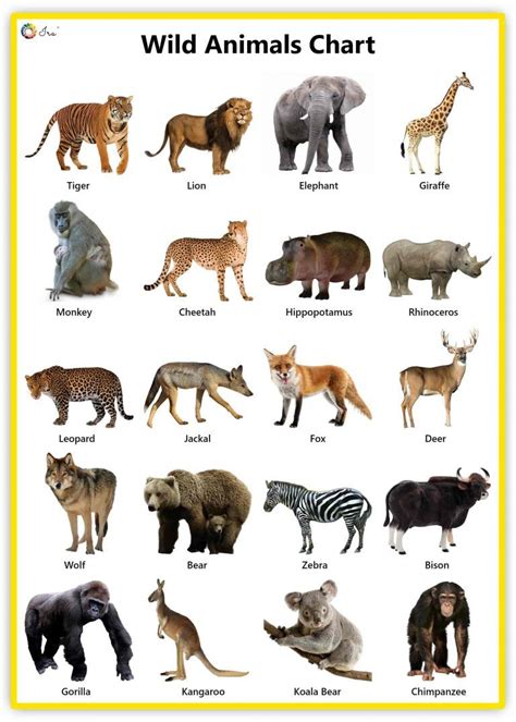 Zoo Animals Pictures With Names Chart