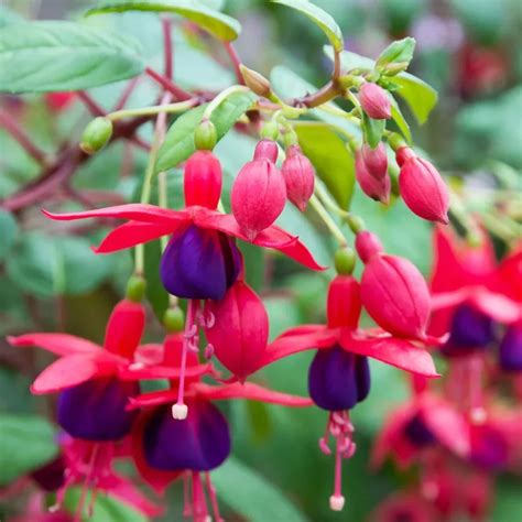 fuchsia tamara garden center