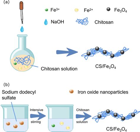 A And B In Situ Synthesis Steps Of Magnetic Chitosan Download Scientific Diagram