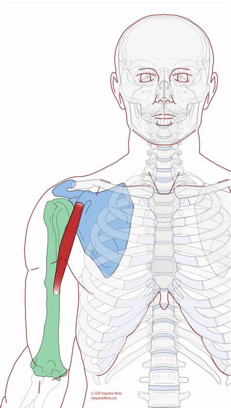 Coracobrachialis - Functional Anatomy - Integrative Works