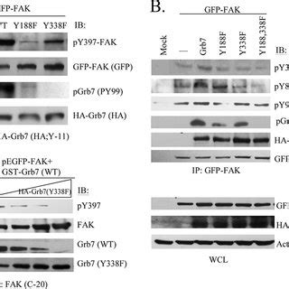 Role Of Grb7s Phosphorylation By FAK In Cell Proliferation And