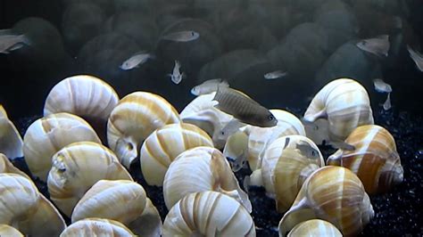 Neolamprologus Multifasciatus - Gotta love the fry - YouTube