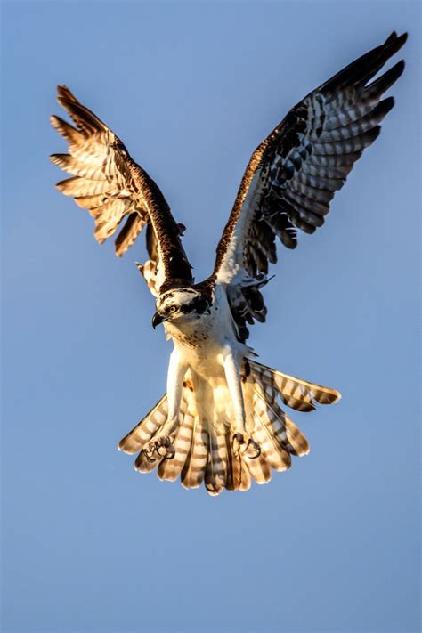 Osprey in Flight | Smithsonian Photo Contest | Smithsonian Magazine