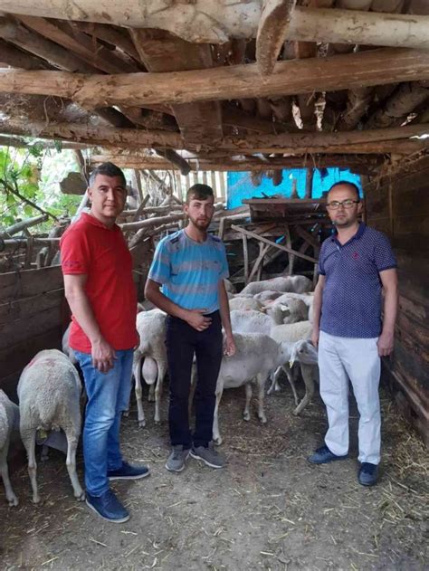 Gedizde Lacaune Irkı Koyun Yetiştiriciliği