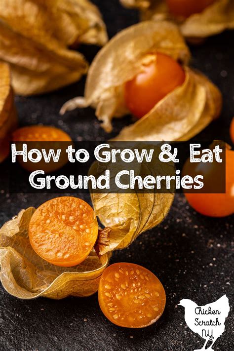 How To Grow Ground Cherries Cape Gooseberries Artofit