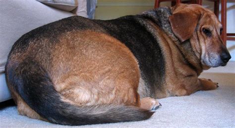 Hipotiroidismo Severo En Perros