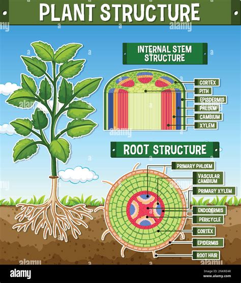 Internal structure of root diagram illustration Stock Vector Image ...