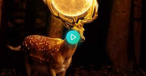 Fearless Sika Deer Under The Burning Sun Album On Imgur