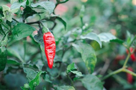 Close Up Of Red Hot Chili Pepper Plant Growing On A Plant In A Garden Stock Image Image Of