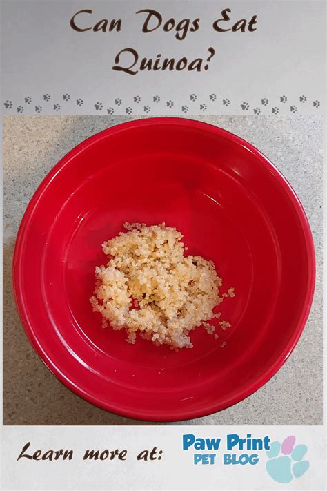 Can Dogs Eat Quinoa? – Paw Print