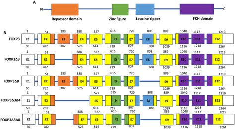 Schematic Representation Of The Structure Of Foxp3 A Four Main Domains