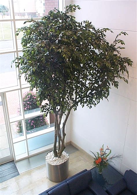 Marvelous Large Artificial Ficus Tree Silky Oak Plant