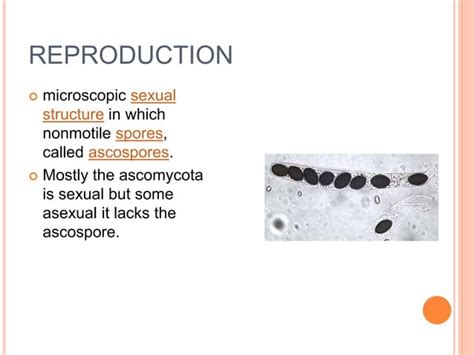 Classification of fungi | PPT